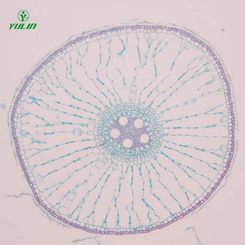 辽宁植物生物学根及根的变态生物玻片