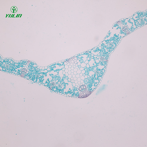 辽宁植物生物学叶及叶的变态生物玻片
