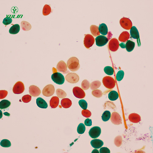 辽宁植物生物学花及花的生长生物玻片