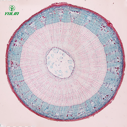 辽宁植物生物学茎及茎的变态生物玻片