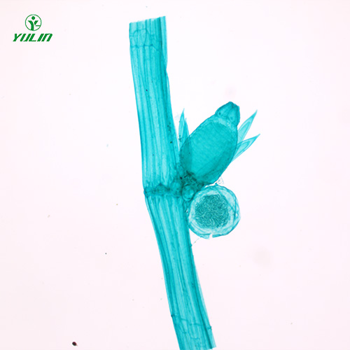 辽宁植物生物学藻类植物生物玻片