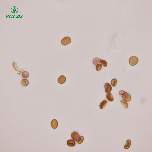 辽宁植物生物学菌类植物生物切片