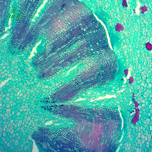 辽宁常见药用植物根及根茎生物玻片