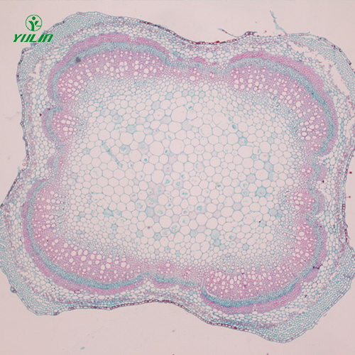 辽宁植物茎木类横切生药横切
