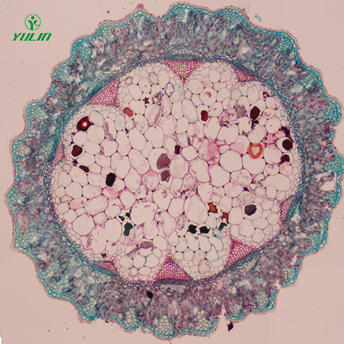 辽宁常见中药茎木类生物玻片