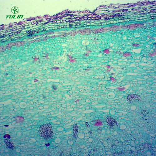 辽宁中药植物皮类显微实验玻片