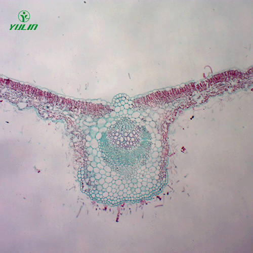 辽宁中药植物叶类显微实验玻片