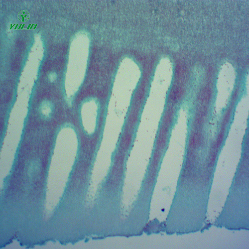 辽宁常见中药植物菌、藻类生物玻片