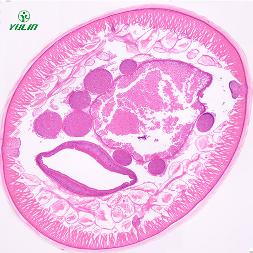 辽宁蛔虫（雄）