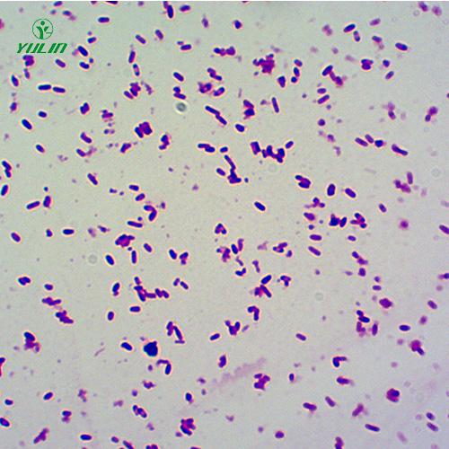 辽宁大肠杆菌菌种