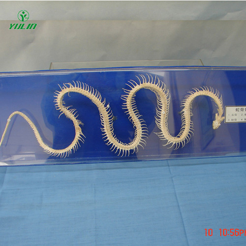 辽宁蛇骨骼标本