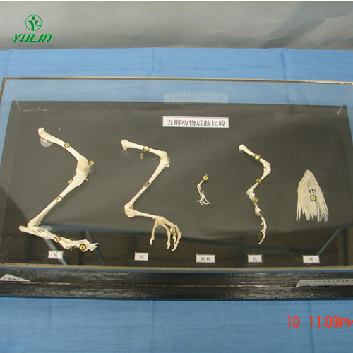 辽宁五纲动物后肢比较