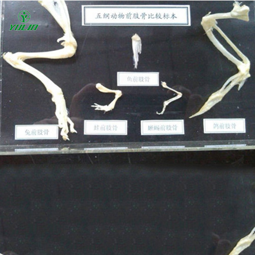 辽宁五纲动物前肢比较