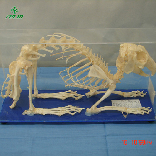 辽宁兔骨骼包埋标本