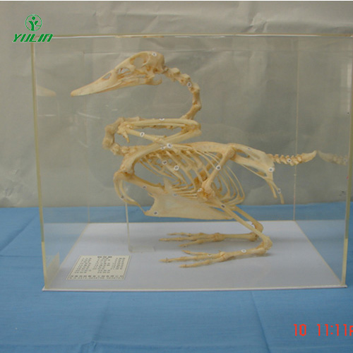 辽宁鸭骨骼包埋标本