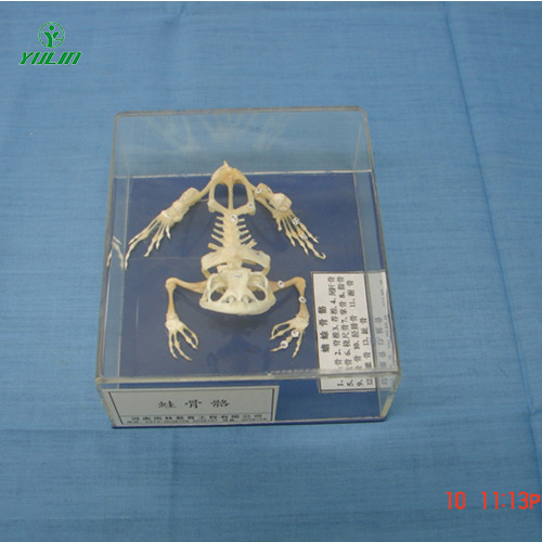 辽宁蛙骨骼包埋标本