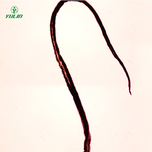 辽宁血吸虫雄虫装片