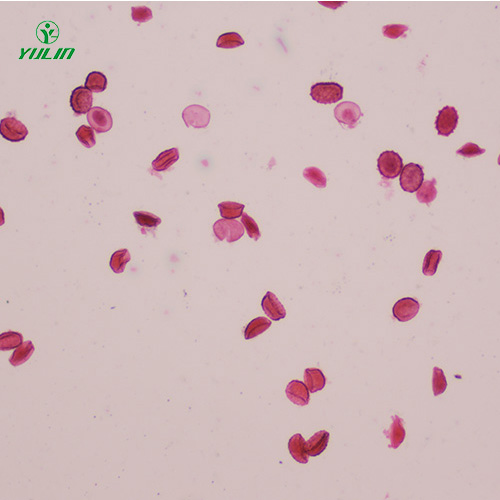 辽宁医学蠕虫线虫生物显微切片