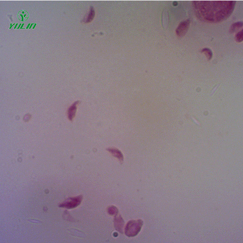 辽宁医学原虫孢子虫生物实验玻片