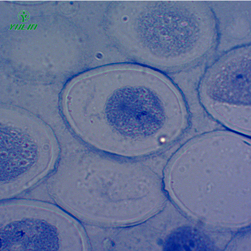 辽宁细胞及遗传学生物实验玻片标本