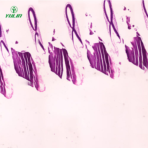 辽宁动物胚胎学生物显微切片