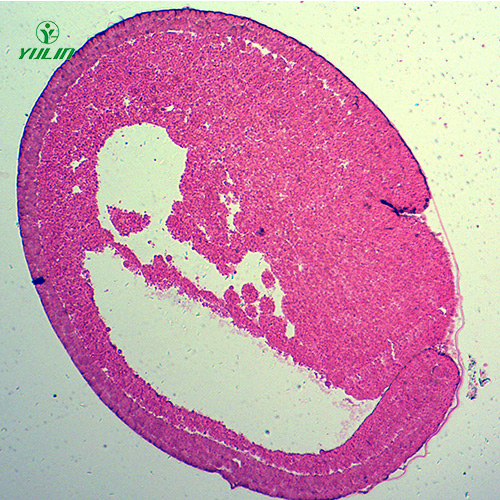 辽宁蛙胚胎发育时期切片