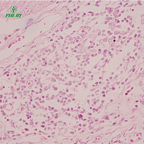 辽宁组织学感觉器官显微玻片