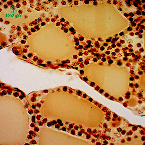 辽宁组织学生殖系统显微玻片