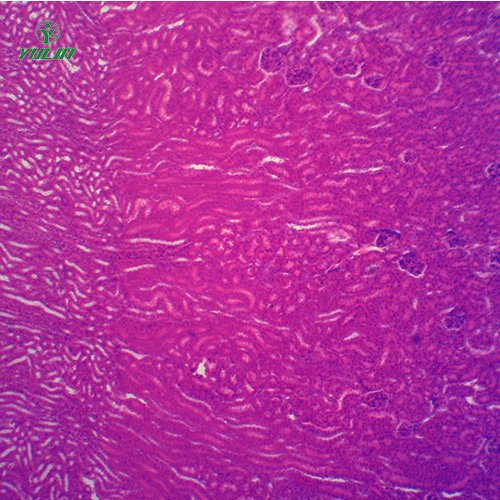 辽宁组织学泌尿系统显微玻片
