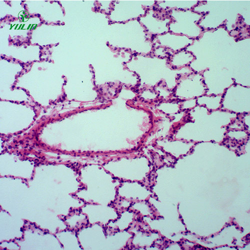 辽宁组织学呼吸系统显微玻片
