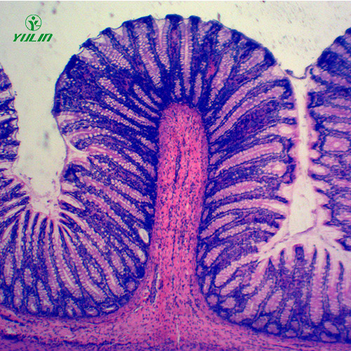 辽宁组织学消化系统显微玻片