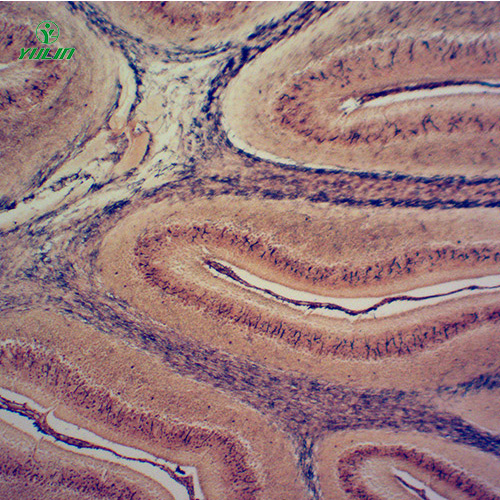辽宁组织学神经系统显微玻片