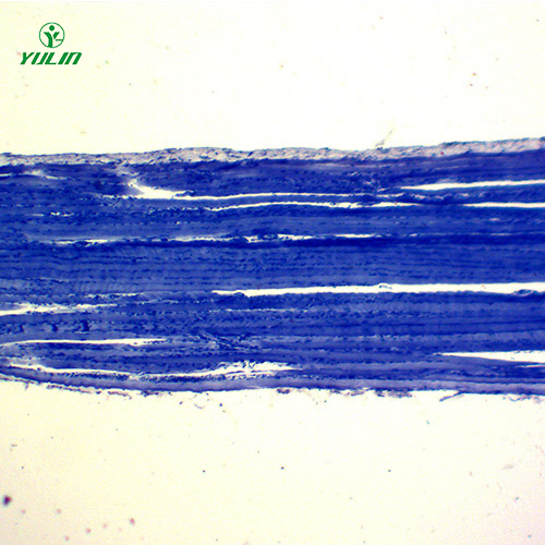 辽宁组织学肌肉组织生物切片
