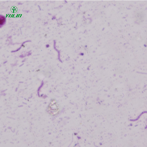辽宁螺旋菌生物显微实验标本片