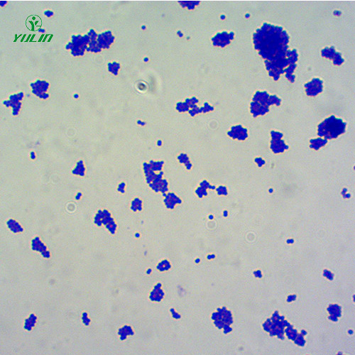 辽宁球菌生物显微实验玻片