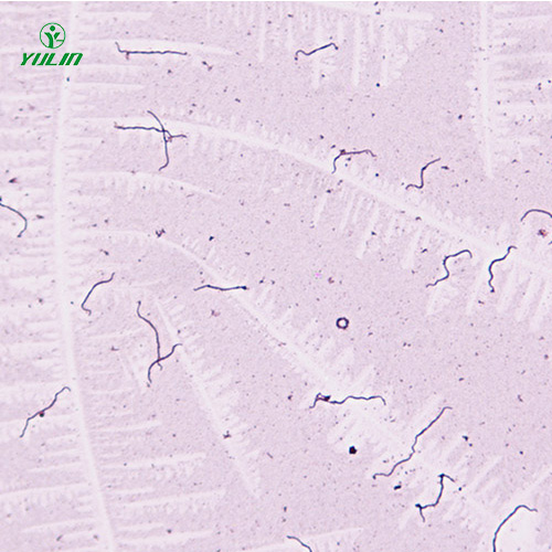 辽宁细菌、真菌类生物标本片