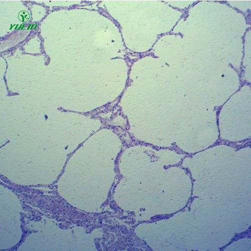 辽宁动物病理学心血管及呼吸系统疾病切片