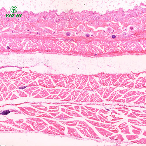 辽宁哺乳类动物显微实验玻片