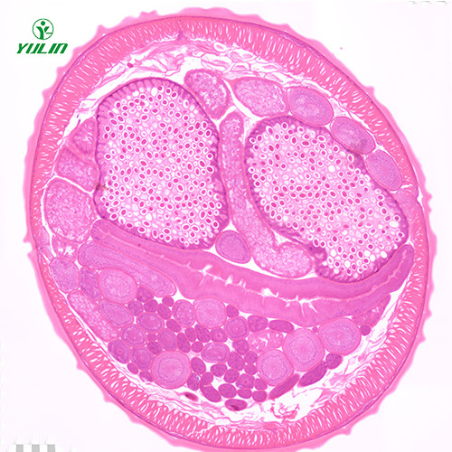 辽宁线虫动物生物学实验切片