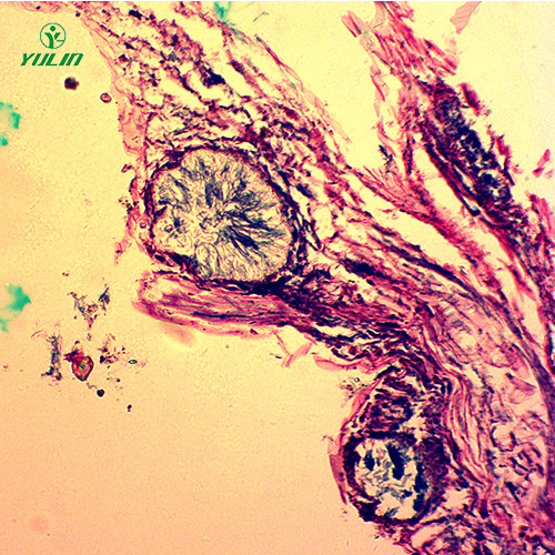 辽宁观赏植物病害标本片