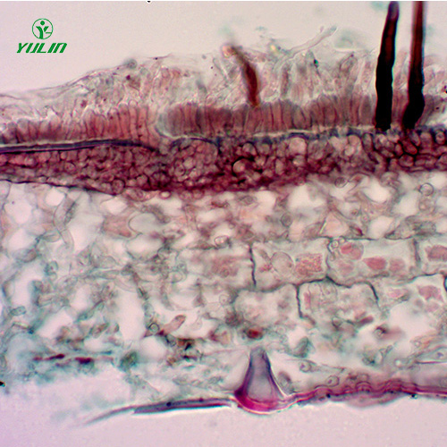 辽宁果树病害标本片