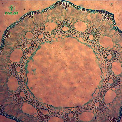 辽宁葫芦科植物病害切片