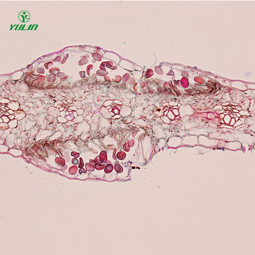 辽宁鞭毛菌植物病理实验切片