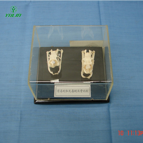 辽宁蛇头骨比较