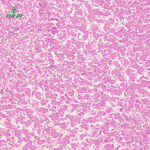 辽宁动物细胞、组织损伤及修复病理玻片