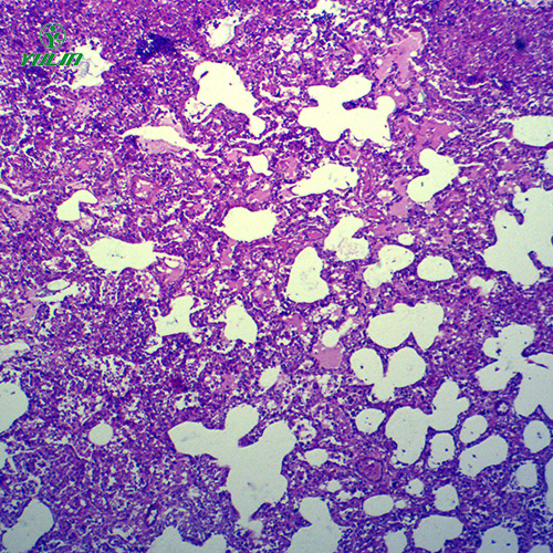 辽宁动物病理学炎症类切片