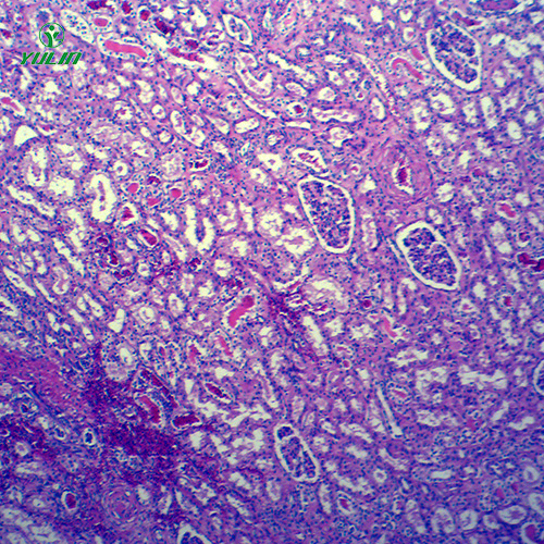 辽宁动物病理学局部血液循环切片