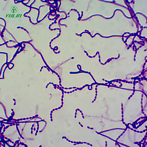 辽宁放线菌生物玻片