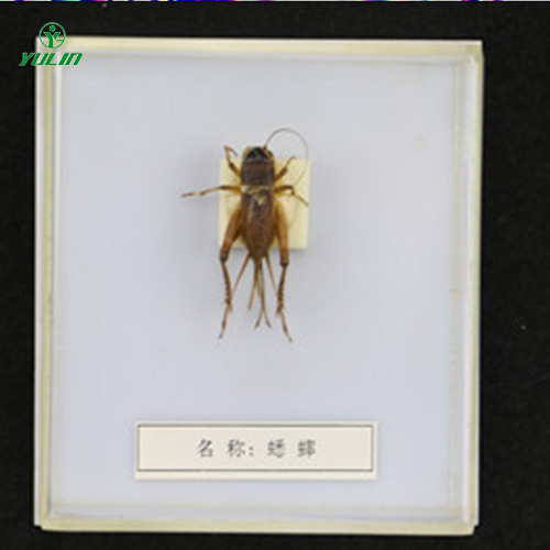 辽宁益虫标本20种