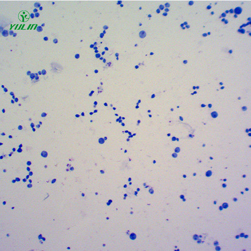 辽宁医学原虫鞭毛虫生物实验切片